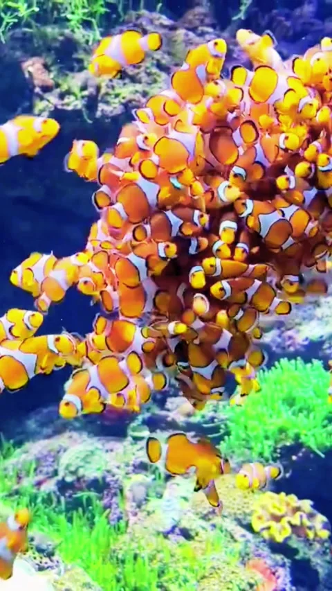 Multi-Colored Coral Reef Ecosystem Teeming with Vivid Marine Biodiversity 库存影片 336666546