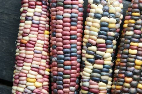 Multi-colored corn lies on the old vintage table. Stock Photos