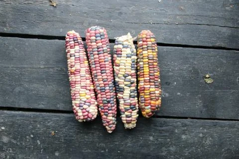 Multi-colored corn lies on the old vintage table. Stock Photos