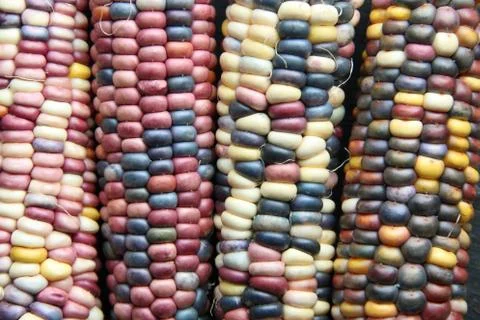 Multi-colored corn lies on the old vintage table. Stock Photos