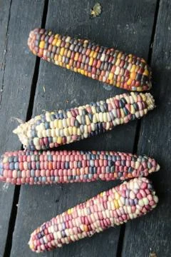 Multi-colored corn lies on the old vintage table. Stock Photos