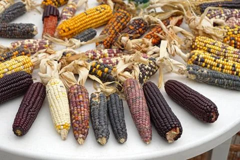Multi colored corn Stock Photos