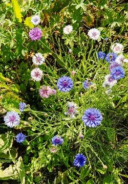Multi -colored cornflowers in the grass. Stockfoto's