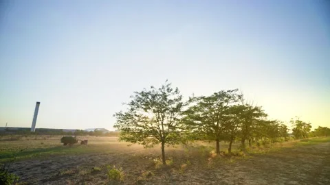 Multi-colored cows basking in the warm sun on a green field. Video stock 308971467