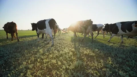 Multi-colored cows in the rays of the sun. a herd of happy cows. colorful cows Видео 164971830