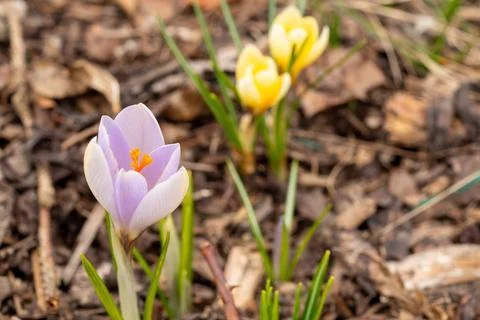 Multi-colored crocuses in a spring flower garden. Stock Photos