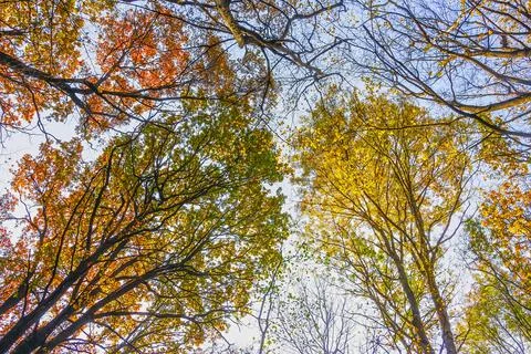 Multi-colored crowns of trees in the fall against the blue sky. Stock Photos