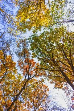 Multi-colored crowns of trees in the fall against the blue sky. Stock Photos