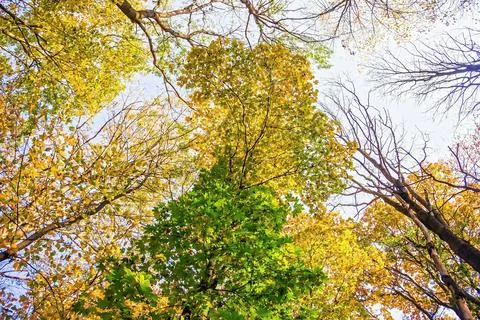 Multi-colored crowns of trees in the fall against the blue sky. Stock Photos