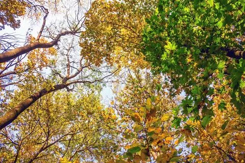 Multi-colored crowns of trees in the fall against the blue sky. Stock Photos