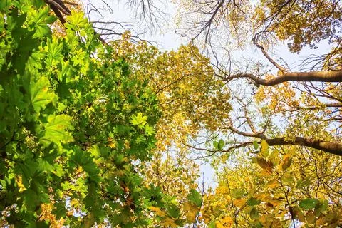Multi-colored crowns of trees in the fall against the blue sky. Stock Photos
