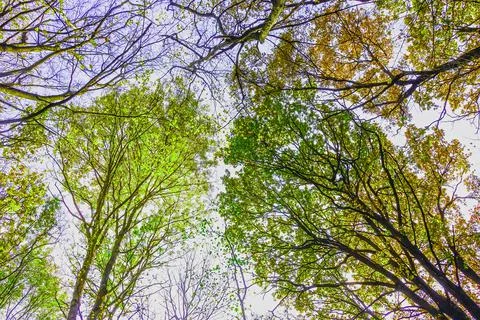 Multi-colored crowns of trees in the fall against the blue sky. Stock Photos