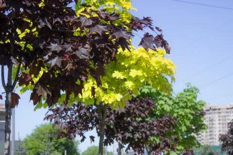 Multi-colored crowns of trees in the park. Sunny day, blue sky Stock Photos