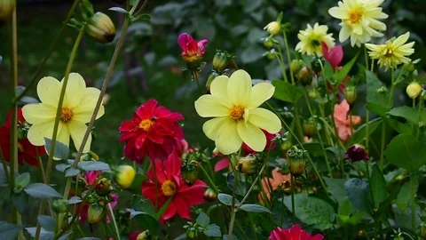 Multi-colored dahlias Stock Footage 115987894