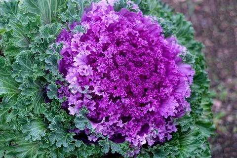 Multi-colored decorative cabbage in the autumn garden. Stock Photos