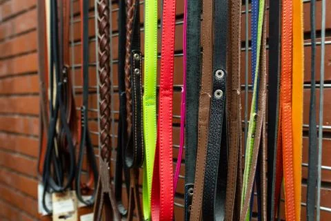 Multi-colored dog leashes on the showcase in the pet shop Stock Photos