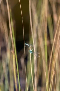 Multi-colored dragonflies on dry grass by the lake. Stock Photos