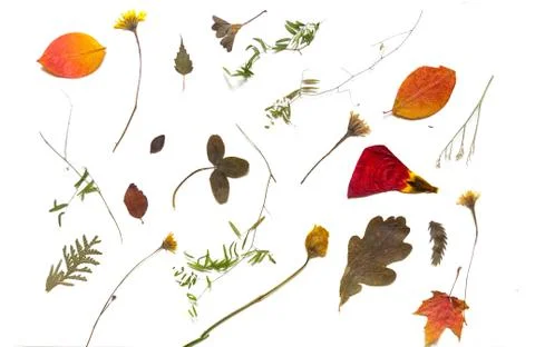 Multi-colored dried flowers, clover leaves, aspen cones on a white background Stock Photos