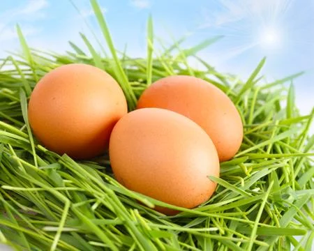 Multi-colored easter eggs on a green grass Fotos Stock