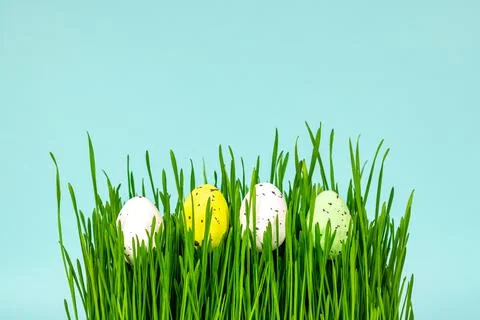 Multi-colored Easter eggs in green grass on a blue background. Place for an Stock Photos