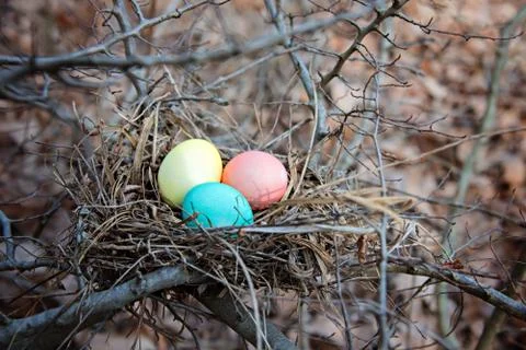 Multi-colored Easter eggs in a nest in the bushes. Stock Photos