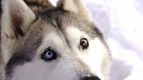 Multi-colored eyes of a blue and brown husky dog Stock Footage 261248568