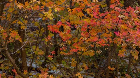 Multi-colored fall leaves with snow on the ground Stock Footage 32260897