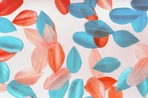 Multi-colored feathers of blue and red on a pink pastel background Foto stock