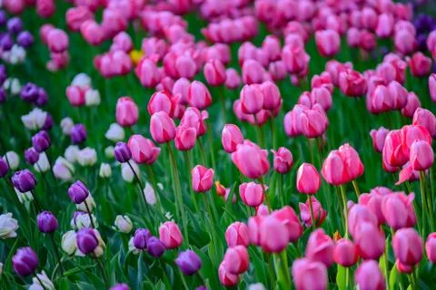 Multi colored field with pink, dark violet and white tulips from Tulip Festival. Foto stock
