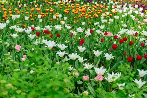 Multi colored field with red, yellow, dark violet and white tulips. Foto stock