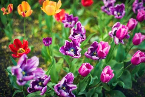 Multi colored field with red, yellow, dark violet and white tulips. Foto stock