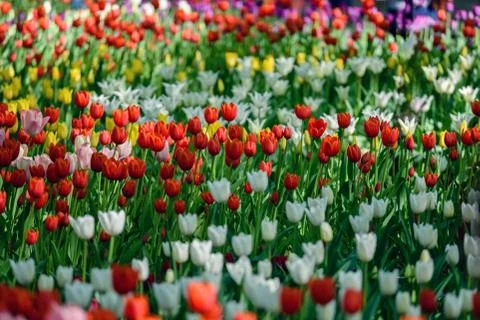 Multi colored field with red, yellow, dark violet and white tulips. Stock Photos