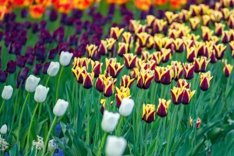 Multi colored field with red, yellow, dark violet and white tulips. Foto stock