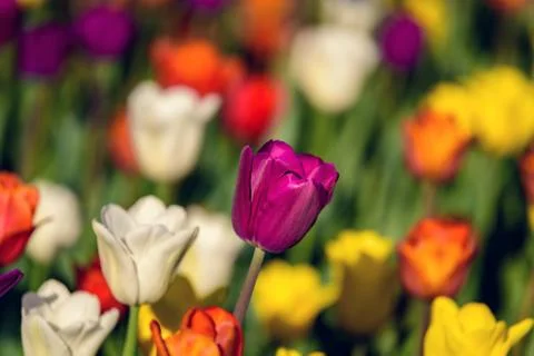 Multi colored field with red, yellow, dark violet and white tulips. Foto stock