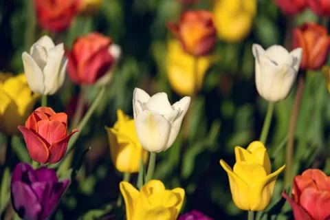 Multi colored field with red, yellow, dark violet and white tulips. Foto stock