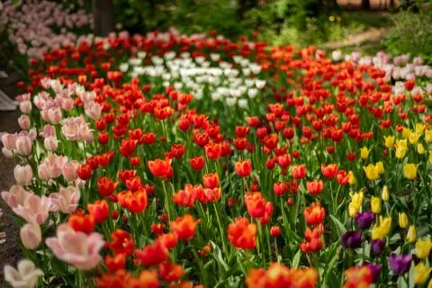Multi colored field with red, yellow, dark violet and white tulips. Stock Photos