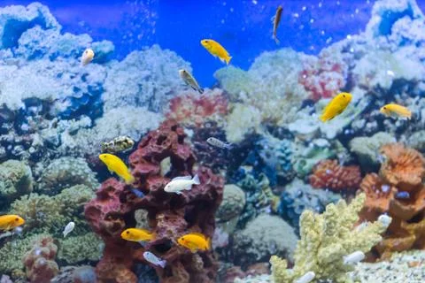 Multi-colored fish in the aquarium Stock Photos