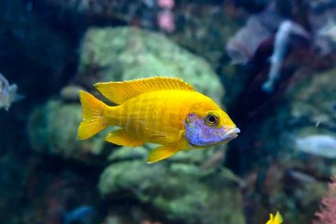 Multi-colored fish in the aquarium at the Sochi Aquarium. Tourist places of.. Stock Photos