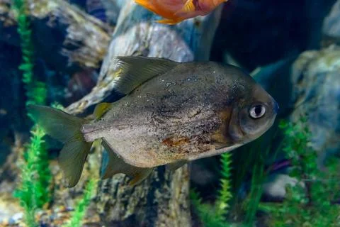 Multi-colored fish in the aquarium at the Sochi Aquarium. Tourist places of.. Foto stock