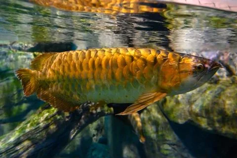 Multi-colored fish in the aquarium at the Sochi Aquarium. Tourist places of.. Stock Photos