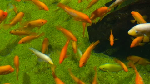 Multi-colored fish in the aquarium, top view. Stock Footage 270605892