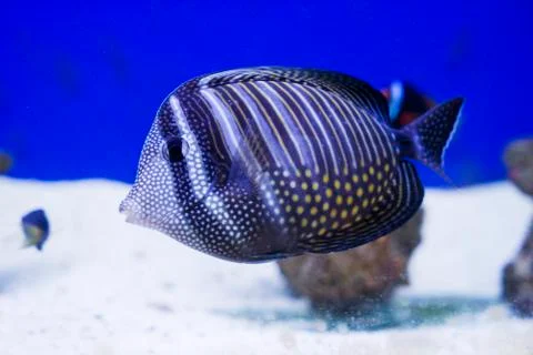 Multi colored fish of different breeds swims in the aquarium Stock Photos