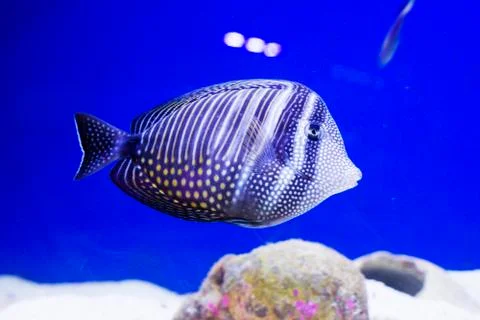 Multi colored fish of different breeds swims in the aquarium Stock Photos