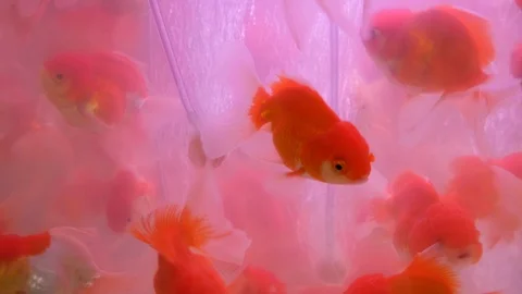 Multi colored Fish swimming Stock Footage 113093921