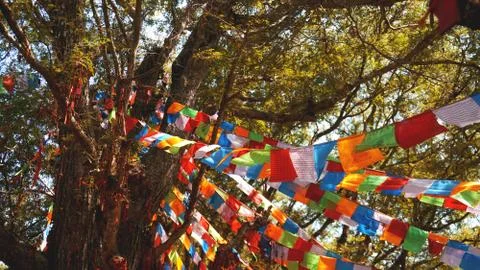 Multi-colored flags hang on the background of trees, large pine and blue sky. Stock Photos