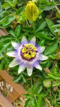 Multi-colored flower on the background of green foliage Stock Photos