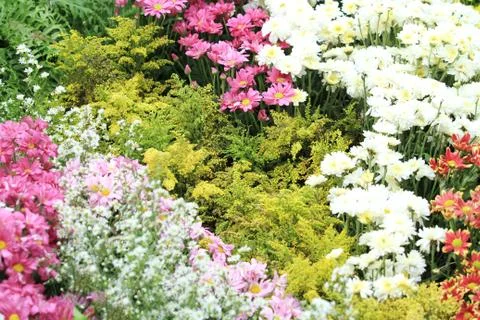 Multi-colored flower background Stock-Fotos