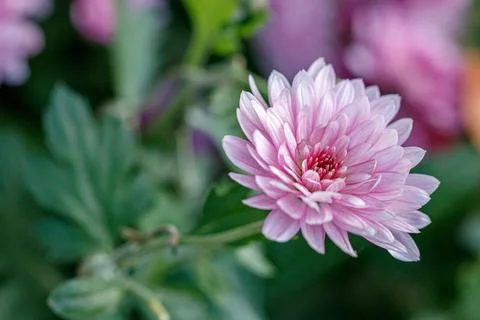 Multi-colored flower beds of beautiful chrysanthemums Stock Photos