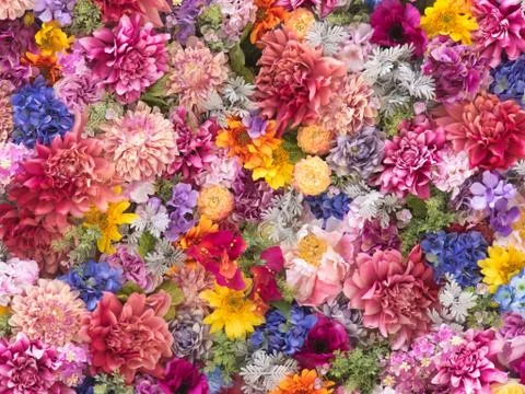 Multi-colored flower wall background, Close-up Foto stock