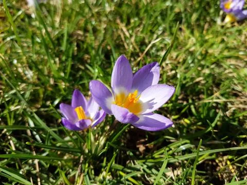 Multi-colored flowering crocuses on the background of green grass. Spring flo Stock Photos